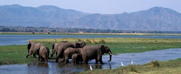 Troupeau d'éléphants se baignant dans le Parc National de Mana Pools au Zimbabwe © P. Poilecot, Cirad